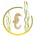 Seahorse t-shirts