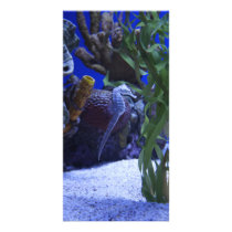 Seahorses Personalized Photo Card