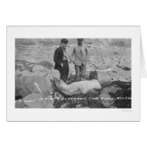 Seal Asleep Nome, Alaska 1920 cards by lc_alaska Seal Asleep Nome, Alaska 1920 cards