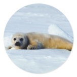 Seal Baby Sticker