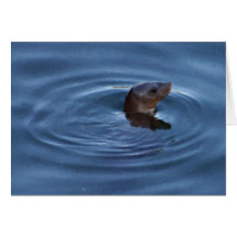 Seal Big Sur California Painted Greeting Cards