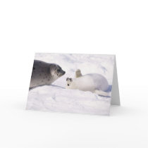 seal buddies cards by trish1968 seal buddies cards