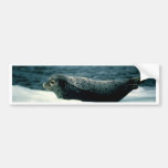 Seal Bumper Stickers