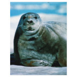 Seal flyers