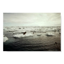Seal Hunting in Barrow, Alaska posters by nanauq99723 Seal Hunting in Barrow, Alaska posters
