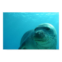 Seal in Blue posters