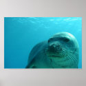 Seal in Blue posters
