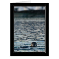 Seal in Glacier Lagoon cards