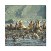 Seal Island Magnet by Natures_Best_Images Seal Island Magnet