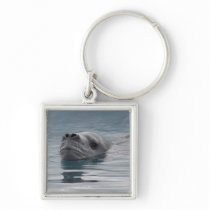 seal leopard which swims keychains