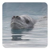 seal leopard which swims square sticker