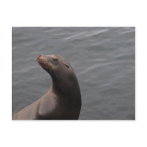 Seal - Montery Bay CA postcards by PhotoDigital Seal - Montery Bay CA postcards