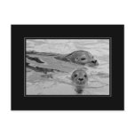 Seal mother and her baby seal post cards