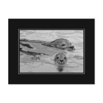 Seal mother and her baby seal postcards