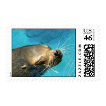 Seal Nose and Whiskers postage by raptorsnaps Seal Nose and Whiskers postage
