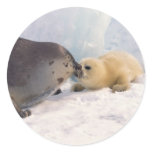 Seal Parent and Baby  Sticker