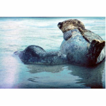 Seal Photo Cut Outs