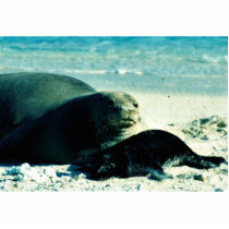 Seal Cut Outs