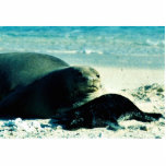 Seal Cut Outs