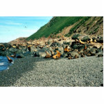 Seal Photo Cut Outs