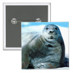 Seal Pinback Button