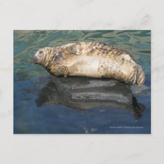 Seal postcard