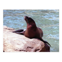 Seal Postcard