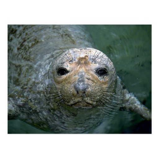 Seal Postcard