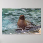 seal print