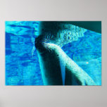 Seal Posters
