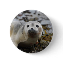 Seal Pup Button