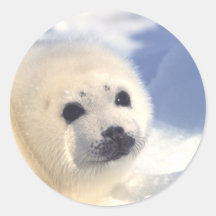 Seal Pup Face Round Stickers
