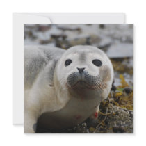 Seal Pup Invitations