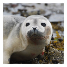 Seal Pup Invitations