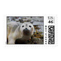 Seal Pup Postage Stamp
