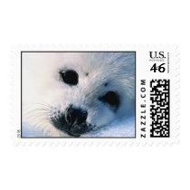 Seal Pup Stamp by lynnhsmomof2 Seal Pup Stamp