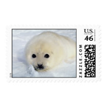 Seal Pup Stamp by lynnhsmomof2 Seal Pup Stamp