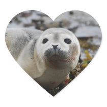 Seal Pup Stickers