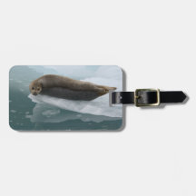 seal resting on ice tags for bags
