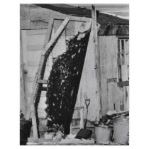 Seal Skin Drying on Rack flyers