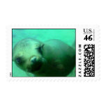 Sealion Postage Stamps