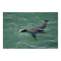 Sealion Poster posters by Gilliand_Photo Sealion Poster posters