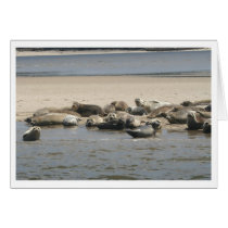 Seals cards by trampley Seals cards
