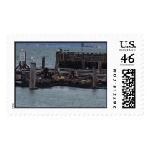 Seals in San Francisco postage