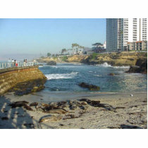 Seals On Sand In La Jolla Cove photo sculptures