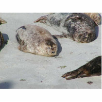 Seals On Sand On Beach photo sculptures by lifesphere Seals On Sand On Beach photo sculptures