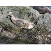 Seals Rock Barnicles Ocean photo sculptures by lifesphere Seals Rock Barnicles Ocean photo sculptures