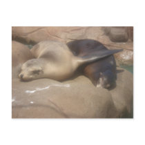 Seals sleeping postcards by jc1718 Seals sleeping postcards