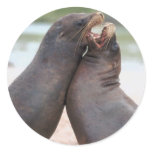 Seals  Sticker