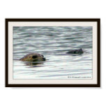 Seals swimming Seals swimming